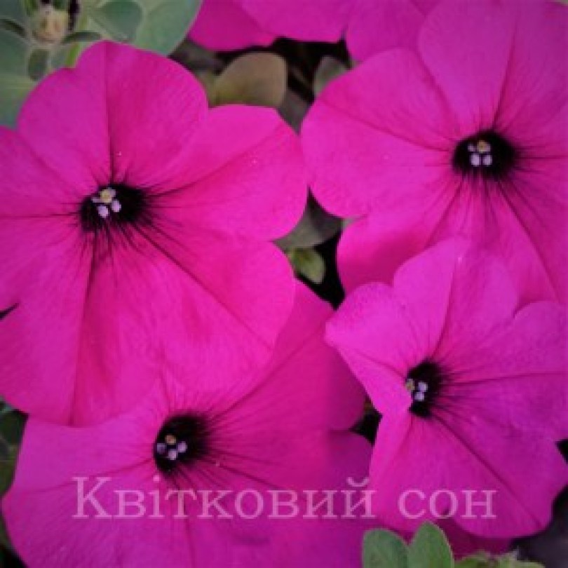 Kuyamba Purple7_300x300